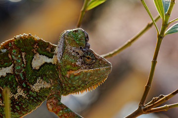 Chamaeleo calyptratus