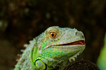 Fototapeta premium portrait about a green iguana