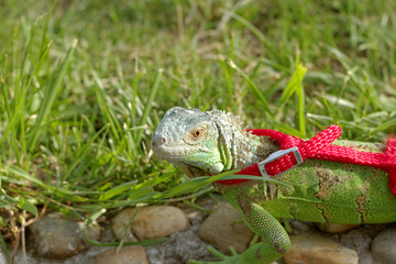 green iguana on a leash