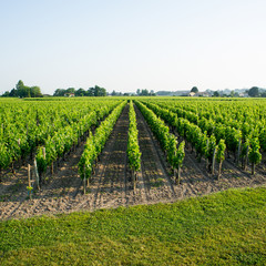 Fototapeta na wymiar Vineyards in the sunshine