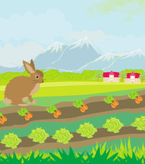 rural landscape with hare