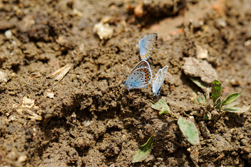 The Silver-studded Blue (Plebejus argus) butterfly