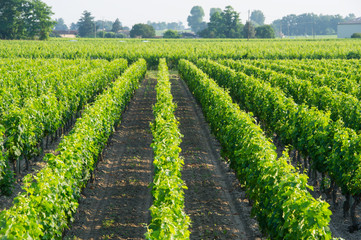 Vineyards in the sunshine