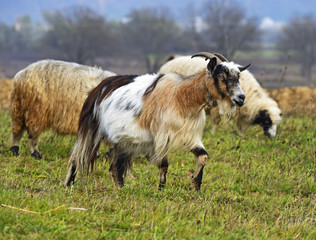 Obraz premium Herd of sheep on a mountain pasture
