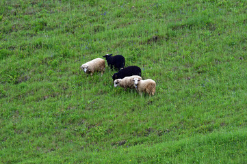 Sheep grazing in a pasture in the spring