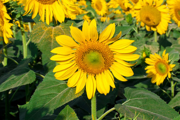 Sunflower