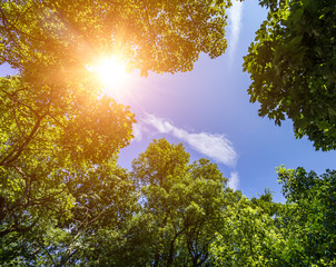 Sunlight passes through the dense foliage