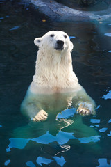 Polar bear