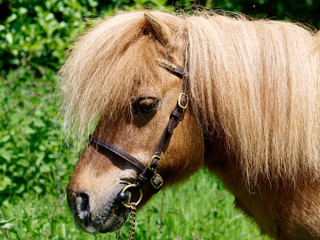 Shetland Pony Head Shot