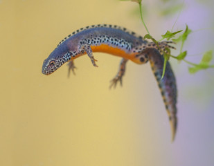 Alpine Newt ready to dive