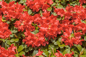 Naklejka premium Blooming rhododendron