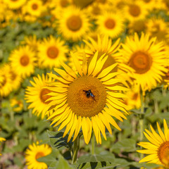 Obraz premium Close up of Sunflower in a Field