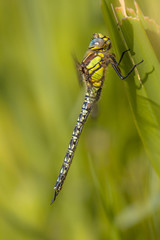 Dragonfly Perching on Grass