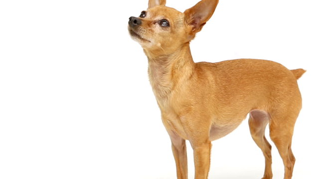 Chihuahua barking