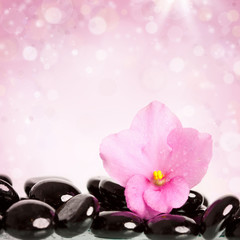 Obraz na płótnie Canvas Black spa stones and flower on colorful background