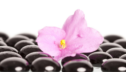 Obraz na płótnie Canvas Black spa stones and flower on white