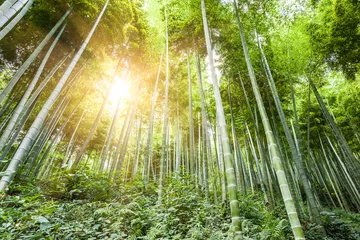Schilderijen op glas bamboebos met zonlicht © 06photo
