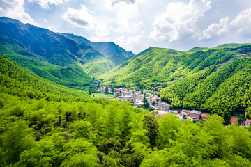 bamboo forest in south china
