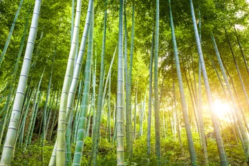 Deurstickers Bamboebos met zonlicht © 06photo