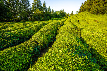 Green tea garden on the hill,China south