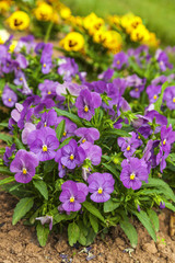 Obraz premium Garden Pansies