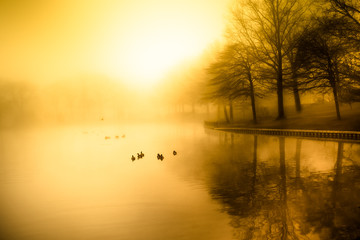 Fog and golden morning light over duck pond