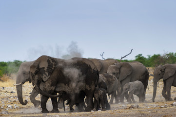 Elefanten verteilen Sand als Sonnenschutz, Etosha , Namibia