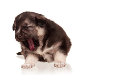 Obraz premium Cute puppy