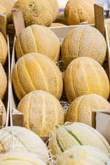 white melon
