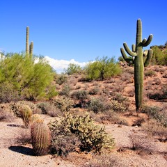Arizona desert view with giant saguaro cactus © Jenifoto