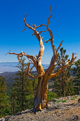 NV-Mt. Charleston-Bristlecone Pine