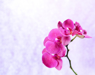 Fototapeta na wymiar Beautiful blooming orchid on light color background