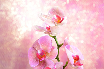 Fototapeta na wymiar Beautiful blooming orchid on light color background