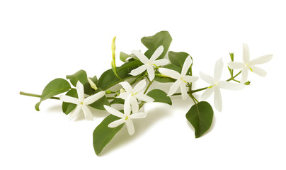 Naklejka premium jasmine flowers