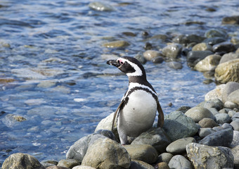 Obraz premium Penguin at the Strait of Magellan coast