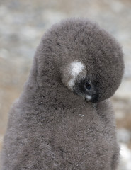 Newborn penguin