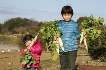 野菜を収穫する子供