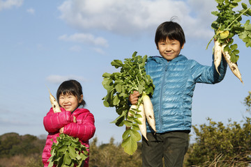 野菜を収穫する子供