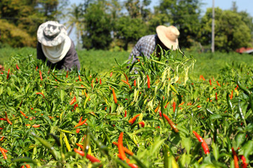 Farmers harvesting hot chilies pepper on  farm