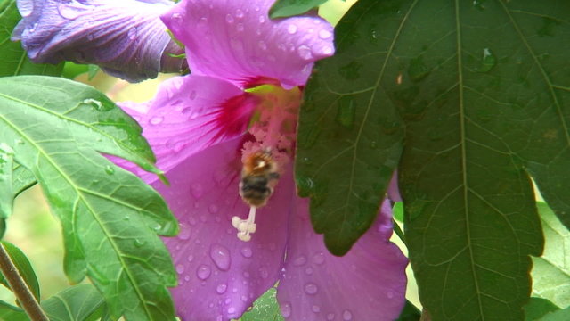 Biene landet nach dem Regen in einer rosa Hibiskusbl&uuml;te.