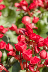Numerous bright red flowers of tuberous begonias (Begonia tuberh