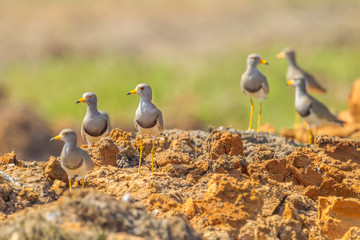 Grey-headed Lapwing (Vanellus cinereus) in nature
