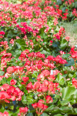Numerous bright pink flowers of tuberous begonias (Begonia tuber