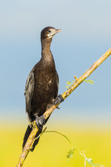The portrait of 	Little Cormorant (Microcarbo niger) in nature
