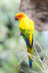Beautiful colorful parrot