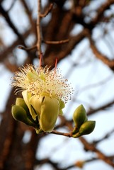 Bombax flower amazing flower from Thailand