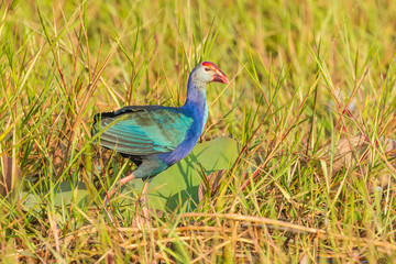 Purple Swamphen on the morning light