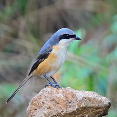 Grey-backed Shrike