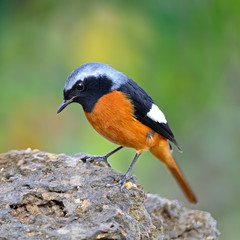 Obraz premium male Daurian Redstart