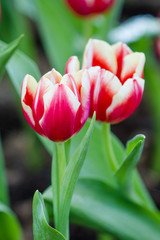 Colorful tulips flower